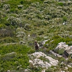 23 maggio rio nell'elba -cima monte - porto azzurro